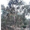 江西九江枇杷图片\江西九江枇杷报价