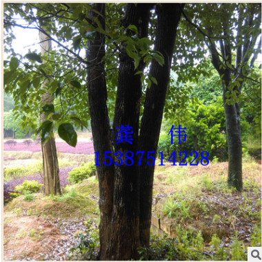 供应贵州省绿化苗木乔木香樟树小苗树形美观规格齐全容易成活价优