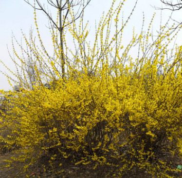 基地直销连翘苗 行道工程树苗 黄老虎小苗 爬藤植物连翘小苗