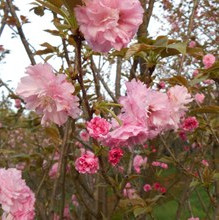 樱花