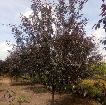 王族海棠大量供应海棠树苗绿化工程树形优美 适应性强景观树