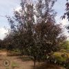 王族海棠大量供应海棠树苗绿化工程树形优美 适应性强景观树