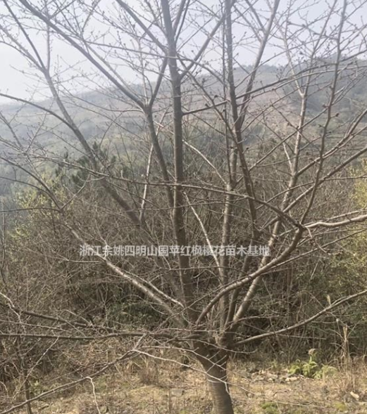 四明山红枫樱花节 余姚四明山红枫樱花节 浙江四明山红枫樱花节图1