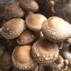 长短菌龄香菇菌种椴木袋料香菇栽培种高产优质三级种大型基地定制