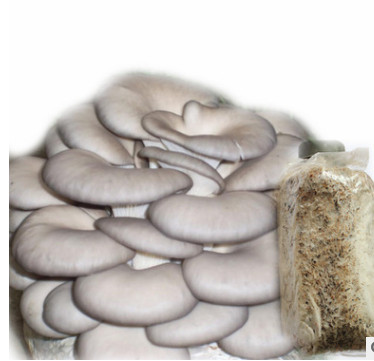 平菇菌种食用菌生产种多种高产菌菇三级种 高抗害广温侧耳栽培种