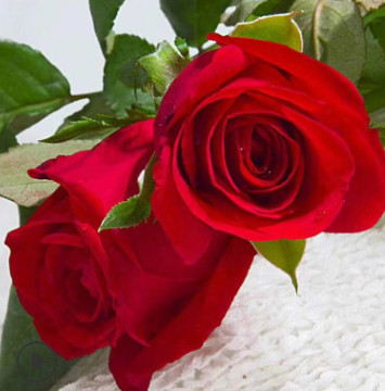 云南玫瑰种苗基地现挖现发 卡罗拉多头红玫瑰四季开花 月季苗批发