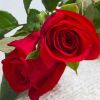 云南玫瑰种苗基地现挖现发 卡罗拉多头红玫瑰四季开花 月季苗批发
