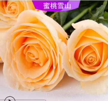 玫瑰小苗 原产地现货批发情人节玫瑰苗 蜜桃雪山香槟色鲜切花种苗