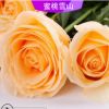玫瑰小苗 原产地现货批发情人节玫瑰苗 蜜桃雪山香槟色鲜切花种苗