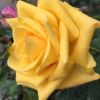 批发黄玫瑰金香玉种苗 黄色系球状玫瑰苗 优质多季开花系玫瑰花苗