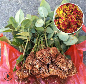 云南基地批发玫瑰鲜切花种苗 四季常开幻彩水晶玫瑰小苗 月季种苗