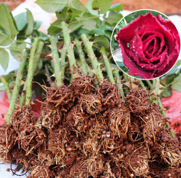 云南基地直销 卡罗拉玫瑰种苗 四季月季花苗 花卉盆栽植物批发