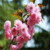 张鹏樱花