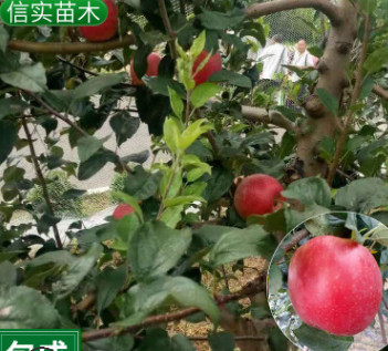 苗圃供应全红苹果树苗 嫁接鲁丽苹果苗 柱状红肉苹果苗批发