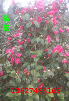 湖南茶花树苗 茶花苗批发 小区绿化树苗 自产自销