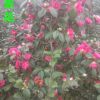 湖南茶花树苗 茶花苗批发 小区绿化树苗 自产自销