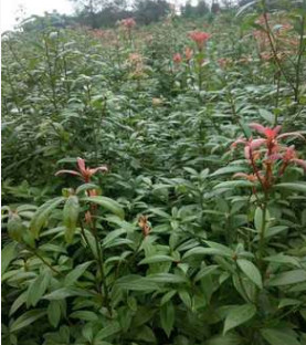 湖南金丝楠木树苗 小叶金丝楠木 金丝楠木苗批发 低价出售金丝