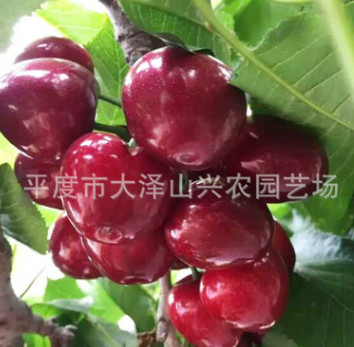 供应 大樱桃苗 美早7144-6 烟台大樱桃苗 品种齐全