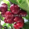 供应 大樱桃苗 美早7144-6 烟台大樱桃苗 品种齐全
