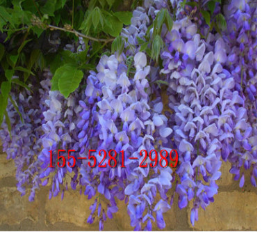 出售当年紫藤小苗 3公分紫藤树价格 垂直绿化紫藤_多年生紫藤苗