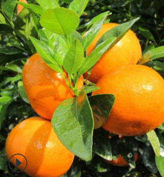 广西沃柑果树苗无核沃柑嫁接苗南方种植柑橘子苗盆栽地栽当年结果