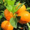 广西沃柑果树苗无核沃柑嫁接苗南方种植柑橘子苗盆栽地栽当年结果