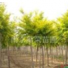 供应南京广栾树 价格优惠质量保证