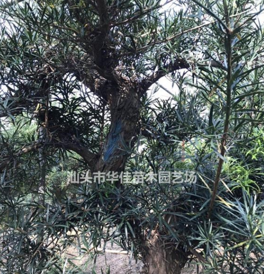 S型罗汉松/弯头罗汉松地苗/毛坯罗汉松/