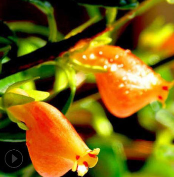 花卉绿植盆栽趣味开花植物金鱼花吊兰盆栽量大从优金鱼草盆栽包邮