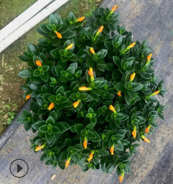 金鱼吊兰盆栽金鱼花绿植四季开花金鱼草带苞发货亲嘴花多肉植物