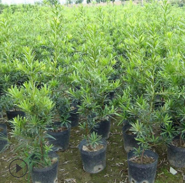 罗汉松树苗盆栽珍珠现货雀舌量大从优米叶罗汉松小苗盆景罗