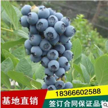 基地批发蓝莓树苗 优质蓝莓苗 南方果树苗 兔眼蓝莓苗 蓝莓新品种