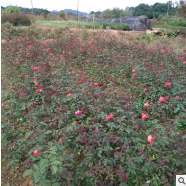 基地直销月季 小花月季 玫瑰月季 农户直销现货供应 量大从优