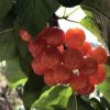 红灯笼樱桃树苗四川简阳大量出售樱桃果树树苗价格便宜产地直发