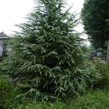 雪松