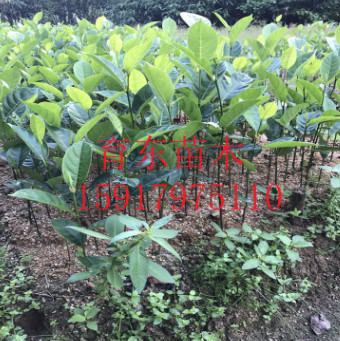 【基地直销】菠萝蜜 木菠萝 树菠萝 果树苗 庭院行道树