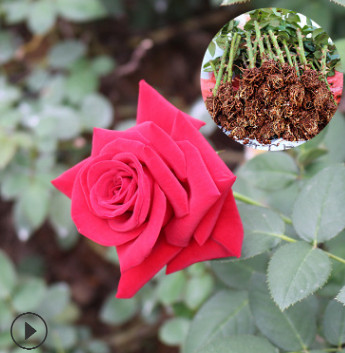 卡罗拉玫瑰鲜切花种苗 四季大花玫瑰小苗 昆明基地直销绿化工程苗