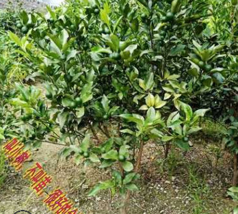 江西嫁接金桔苗优质大橘树 正宗金柑树桔子苗 大苗当年结果产量高