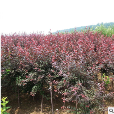 出售矮分枝紫叶李