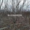 精品 碧桃 花桃 D4-12公分