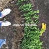精品 瓜子黄杨工程色块 H40 P20