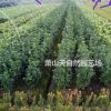 大叶黄杨小毛球 H50-60 P25-30