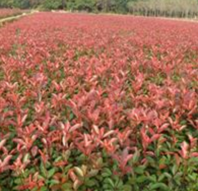 河南石楠种植基地,石楠大量低价供应