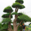 白蜡 造型白蜡 树桩 厂家直销 庭院 园林景观树 工程绿化用树