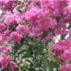 绿化 百日红火球 红花 紫薇 紫薇花树 庭院别墅美化 根系壮