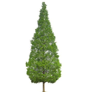 水杉树 金叶水杉 绿化工程行道树 规格品种齐全 量大价优