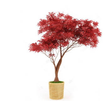红枫盆景树桩红枫盆栽红枫苗成型盆景彩叶植物