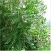 香椿 椿树 绿化行道林木苗木植物 高品质高芽率