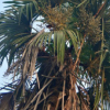 棕榈树 老人葵 箬棕 毛棕 中华棕榈 风景树热带树 常绿行道树景观