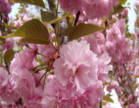 批发嫁接樱花苗 重瓣樱花树苗 日本樱花树苗 庭院观花植物